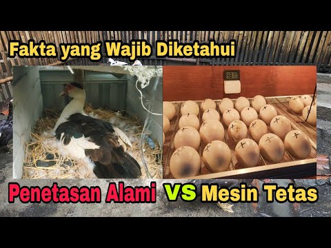 , title : 'Penetasan Alami Indukan vs Mesin Tetas || Kelebihan dan Kekurangan...'