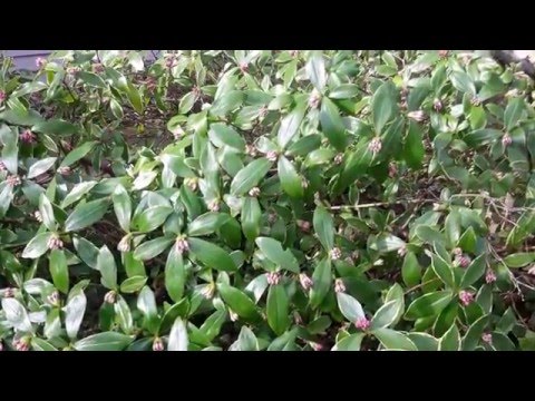 Winter Daphne / Daphne odora