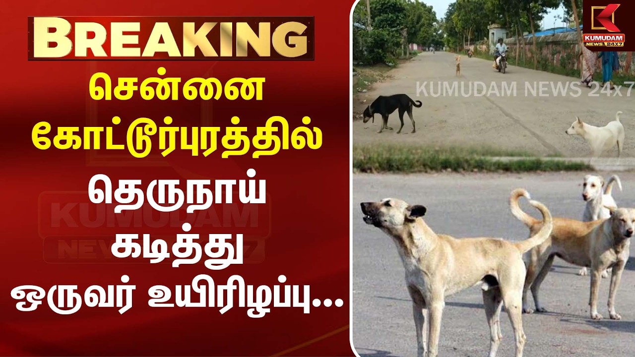 சென்னை கோட்டூர்புரத்தில் தெருநாய் கடித்து ஒருவர் உயிரிழப்பு... அதிர்ச்சி சம்பவம்! | Kumudam News