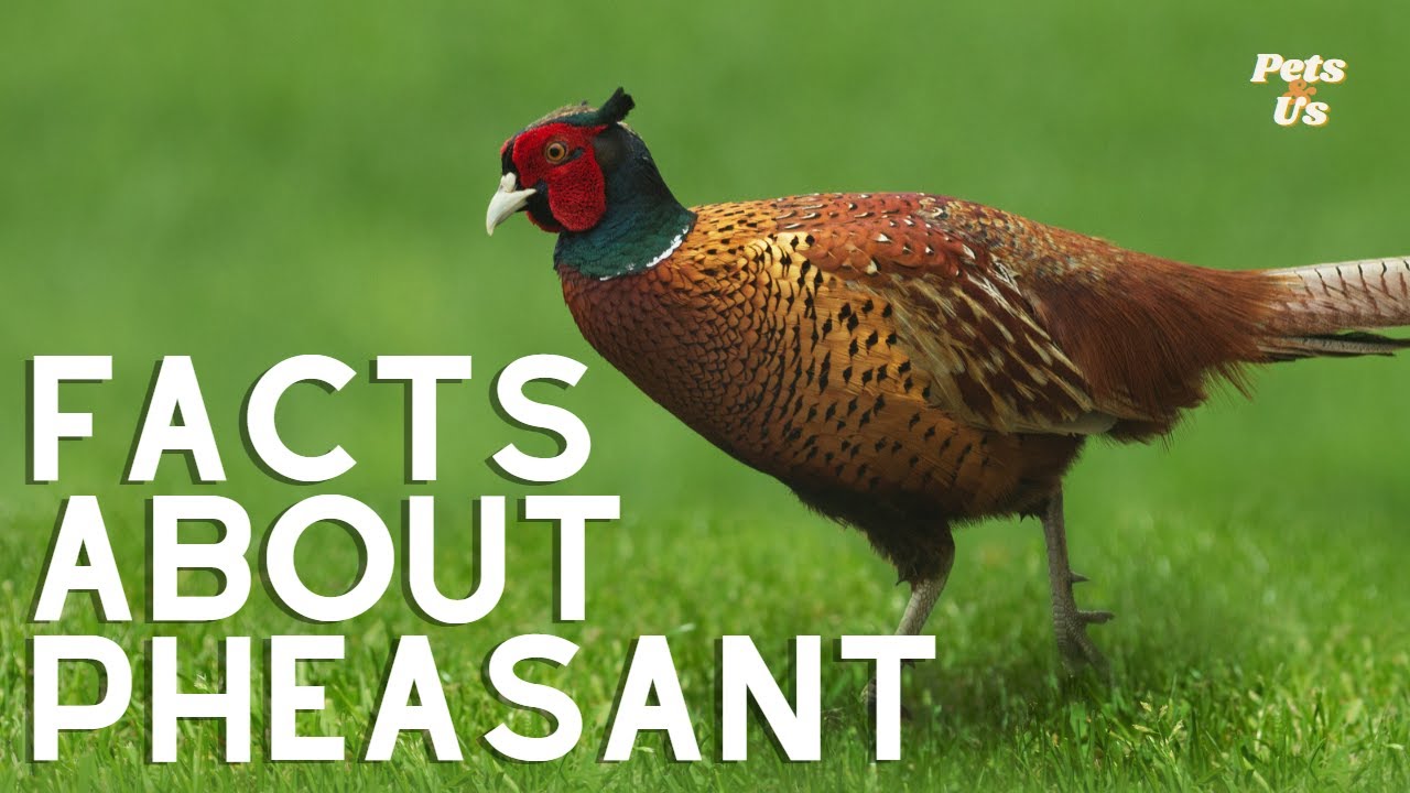 Where do pheasants come from?
