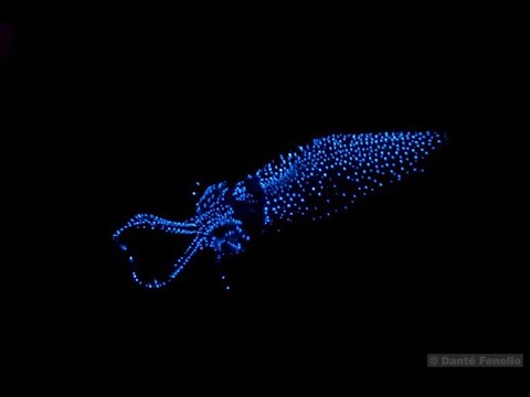 Bioluminiscencia Submarina (Documental)