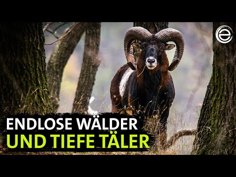 Der Harz ‒ Felsenreich und Wasserwelten (Teil 2) | Erlebnis Erde