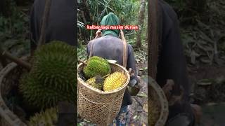 Download lagu Panen durian di hutan kalimantan #musimdurian #modang #kalimantan #borneo #kapuashulu mp3