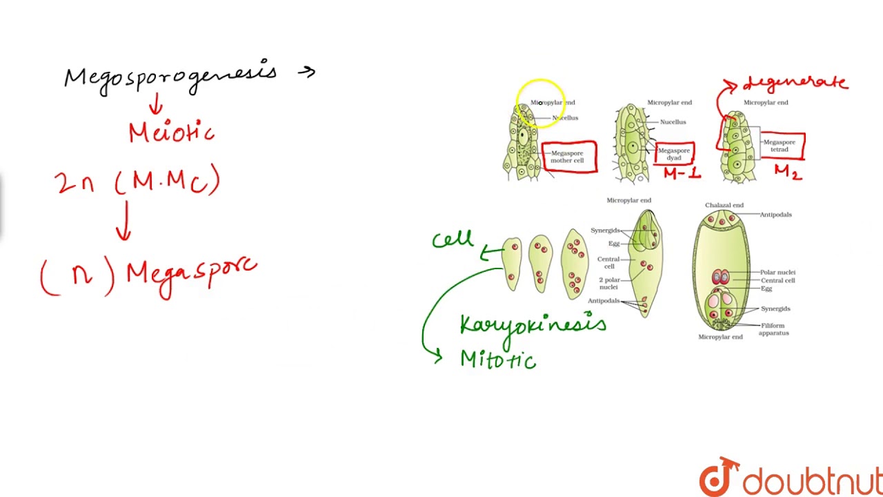 THE PISTIL,MEGASPORANGIUM (OVULE) AND EMBRYO SAC