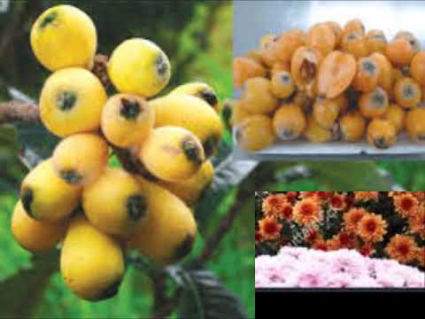 Lagu Karo Terbaru 2020 - terkini - Roti Manis - Liony Tarigan- tanah Karo Simalem