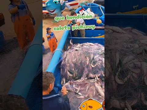 Caleta de pichicuy🦈 #chile #laligua #valparaiso #vregion #pesca #pescador #viajando