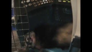 JMK's Ferrets in: Ferret Foo!