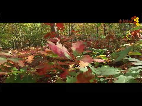 11 20 2021 Herfst kleuren