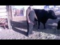 The Horse Flies, "Cluck Old Hen"- Ranch Work