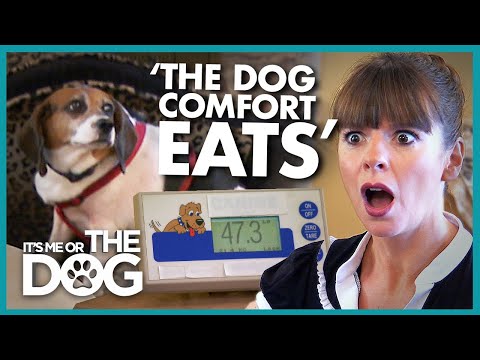 Dueño atribuye el peso de su perro al estrés y a la alimentación compulsiva | Soy yo o el perro