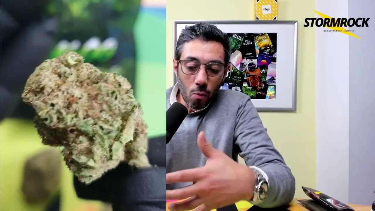 AK-OG AMSTERDAM GENETICS ⚡️STORMROCK⚡️