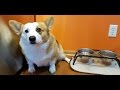 My GoPro Hero Session In My Corgi S Water Dish