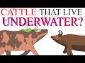 COWS EVOLVING TO LIVE IN THE OCEANS Project Apollo Cattle Seedworld Ep 3