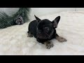 French Bulldog dogs for sale: Dora - Video 1