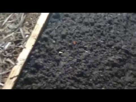 Worm Farm - bath tub horizontal migration vid 3 - 180515