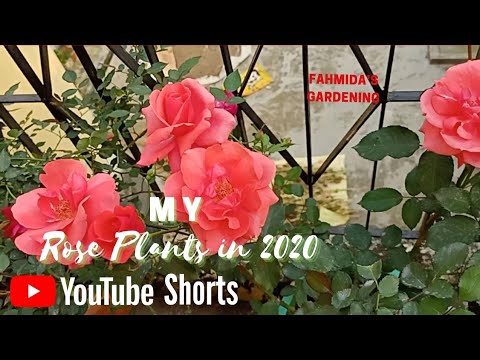 My Rose Plants Back When They were Tiny //Fahmida's Gardening#Shorts