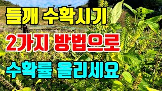들깨 베는 2가지 방법 잘익은 들깨 수확을 잘못하면 벨때 다 떨어져서 수확량 줄어요.