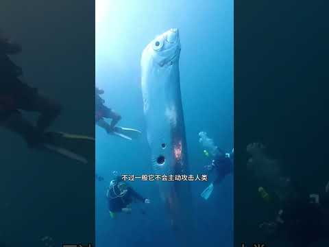 海裡遇到這些危險的生物，一定要遠離 #海洋生物#潛水 #危險動作請勿模仿#漲知識