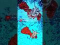 Ultraman Leo Transformation Original Vs Animated Ultraman Tokusatsu