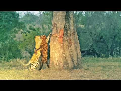 Leopard Struggles to Drag Entire Hyena Into Massive Tree
