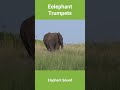 Elephant Trumpets