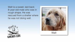 Flight to a Golden Life - April 2016