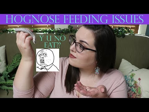 3rd YouTube video about how long can a hognose go without eating