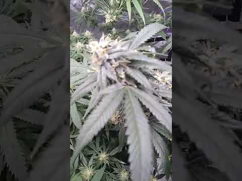 platinum og Kush week six of flower.