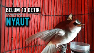 Download lagu trucukan gacor TARUNG ROPEL PANJANG pancingan trucukan agar bunyi jadikan burung trucuk gacor EMOSI mp3