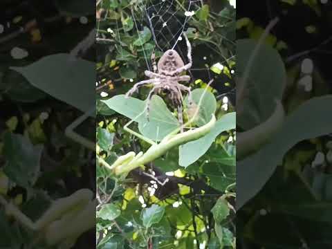 Gagambang Korea | Grabe sa Laki #shorts #southkorea #factoryworker