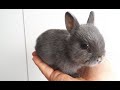 Cutest Baby Bunnies Love Dill FUNNY MOMENTS AND SOUND EFFECT