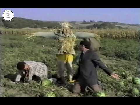 Qumili - "Tu vjedh bostan" Treshi Persheshi