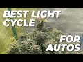 What Light Cycle Is Best For Autoflowers