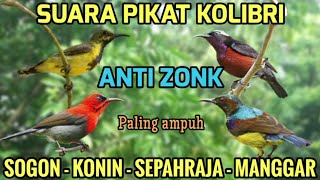 Download lagu SUARA PIKAT KOLIBRI RIBUT | SUARA PIKAT SOGON | SUARA PIKAT SOGON, KONIN, KORLAP, SEPAHRAJA  mp3 Download lagu SUARA PIKAT KOLIBRI RIBUT | SUARA PIKAT SOGON | SUARA PIKAT SOGON, KONIN, KORLAP, SEPAHRAJA  mp3