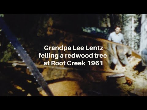 Grandpa Lee Lentz felling a redwood tree at Root Creek in 1961