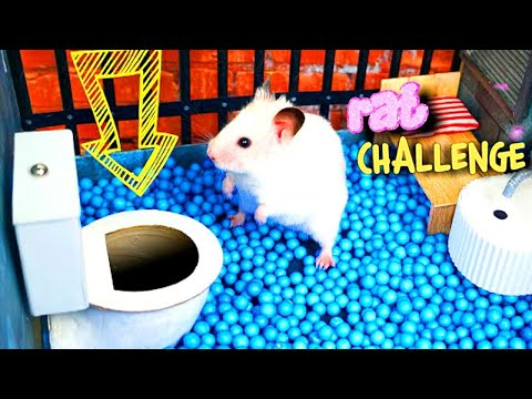 🐁 Hamster Escapes the Creative Maze for Pets in real life challenge #ra #rat #homechallenge
