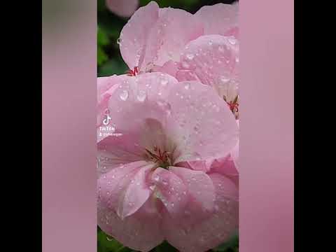 Clipes de viagem a Singapura | SuperTree | Flower Dom | Plataforma de observação Marina Bay Sands | Univ Studio