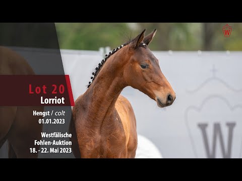Online Auktion Lot 20 Lorriot Hengst v. Le Marron - Weltjunge