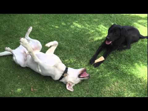 Happy Helix ft Yandi and Pace