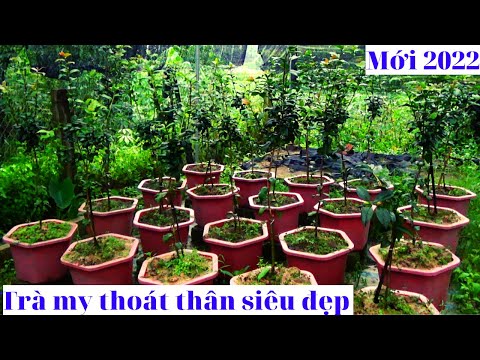 TRÀ MY CỔ THOÁT THÂN SIÊU ĐẸP - VKC 0988015961