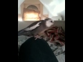 Cockatiel Singing The Addams Family Theme 