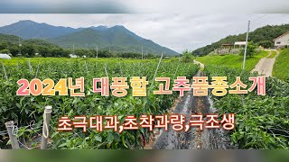 2024년 대박날 고추품종 소개