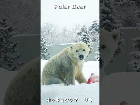 youtube-動物記事1970/01/01 09:00:00