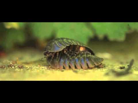 Si Phili - Get it on [Official Video]