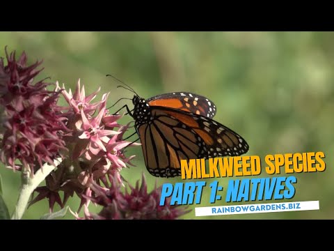 Part 1: Texas native Milkweed with The Butterfly Landing