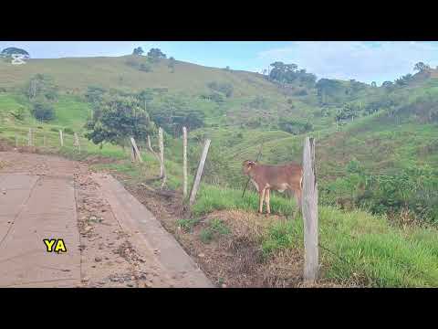 Teran Yacopí Cundinamarca. 