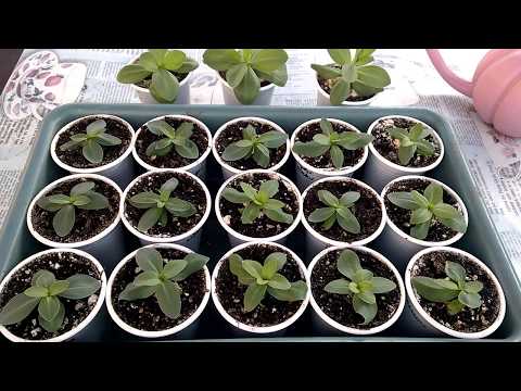 Эустома. 4 месяца после посева семян.