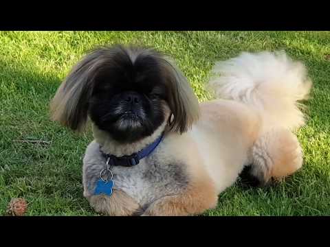 Tibetan spaniel sofus compilation and a little adventure