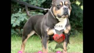 Tarkan - Shh Pit - Bull