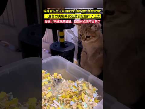 貓咪看見主人帶回家的倉鼠突然